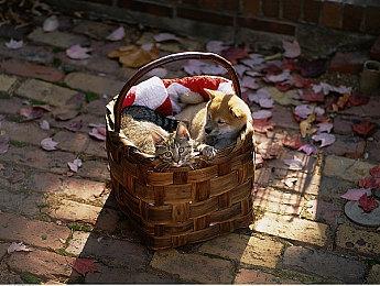 《Dinkum》在热带小岛种田 体验澳洲风情